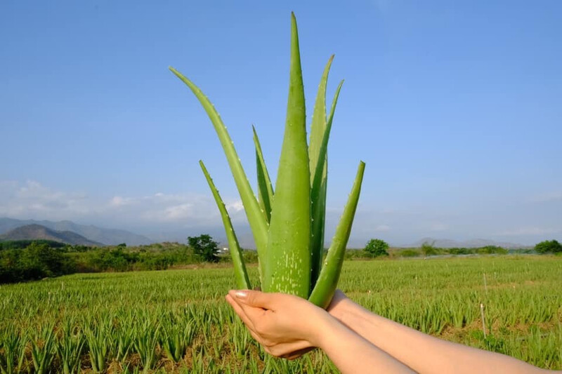 đặc điểm khí hậu Phan Rang - Tháp Chàm