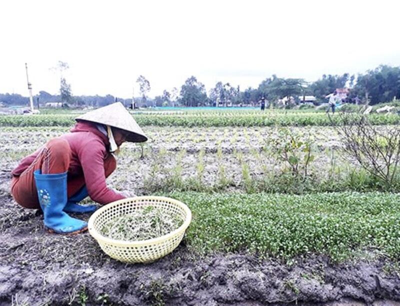 đặc điểm khí hậu Tam Kỳ