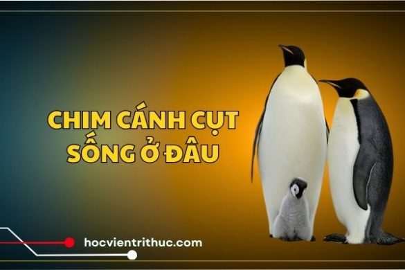 Chim cánh cụt sống ở đâu ngoài Nam Cực?